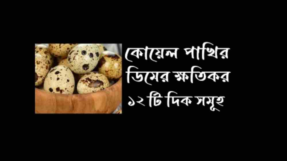 কোয়েল পাখির ডিমের ক্ষতিকর ৫টি দিক জানলে অবাক হবেন 